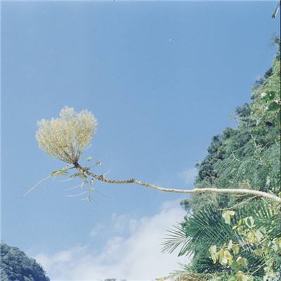 皇家88