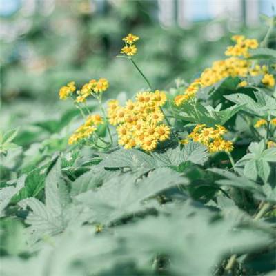 澳门精准正版资料大全app下载