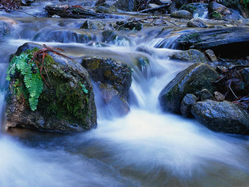 "住近湓江地低湿,黄芦苦竹绕宅生"的意思出处赏析