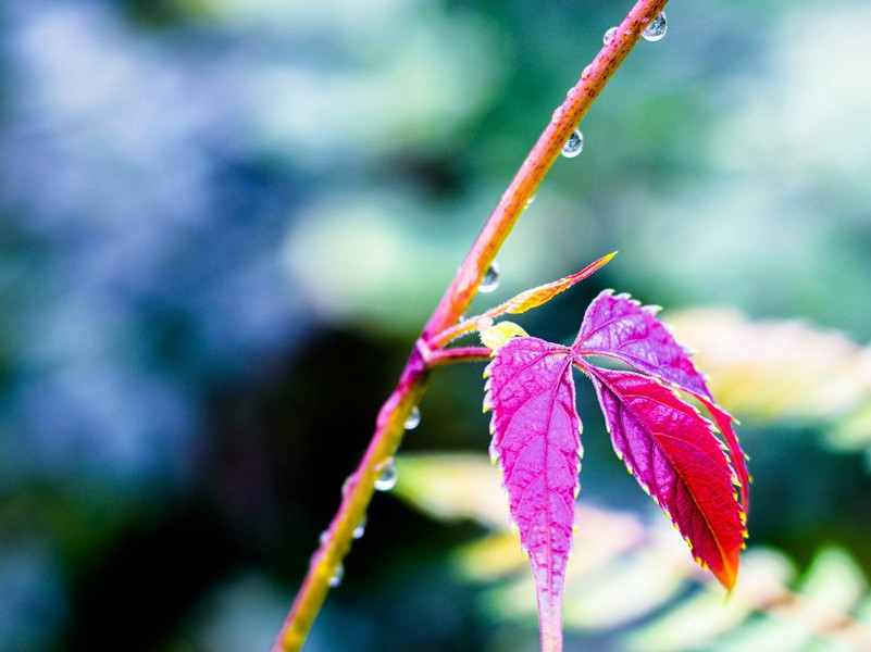 杜甫《独酌成诗》灯花何太喜赏析-唐代古诗