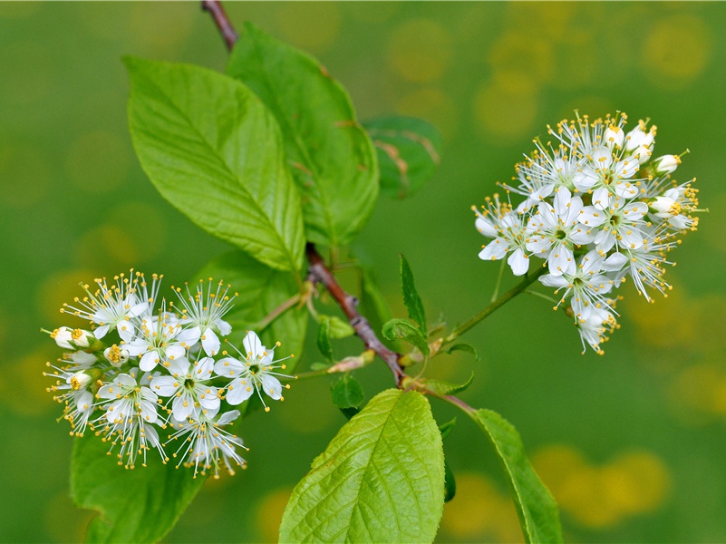 "野棠花落,又匆匆过了,清明时节"的意思出处赏析