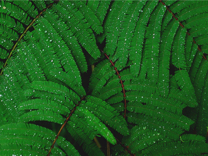 《虞美人·听雨》原文翻译赏析-(宋)蒋捷作品