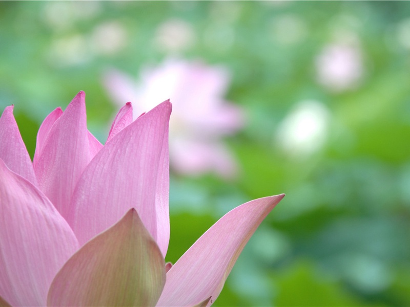 "朱雀桥边野草花,乌衣巷口夕阳斜"的意思出处赏析