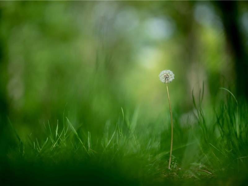 "白鸟一双临水立,见人惊起入芦花"出处翻译赏析