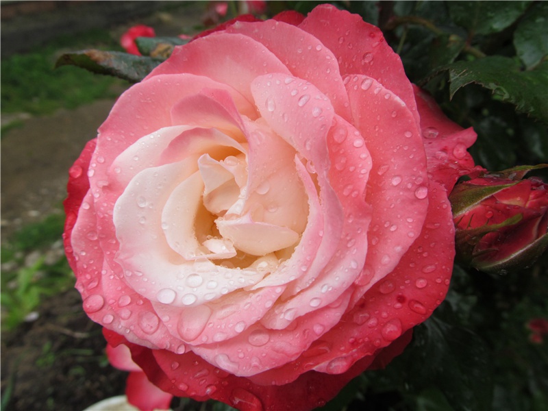 王驾《雨晴》雨前初见花间蕊赏析-唐代关于春花秋月的古诗