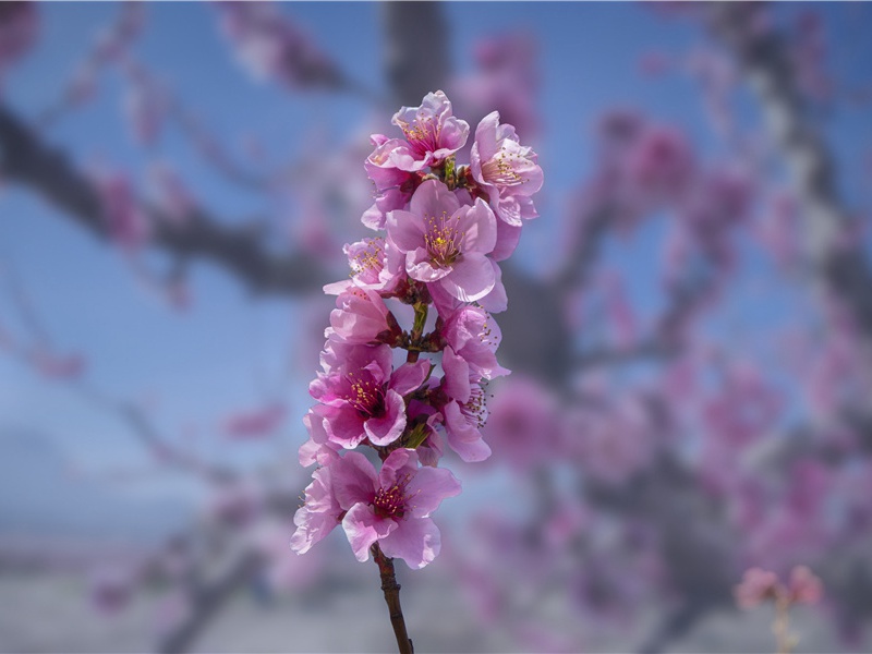 "丹灶初开火,仙桃正落花"的意思出处赏析