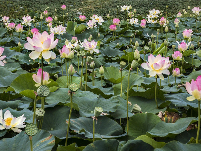 "君行四月草萋萋,柳花桃花半委泥"的意思出处赏析