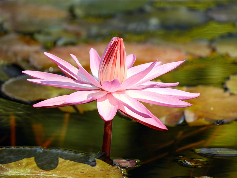 "花谢花飞花满天,红消香断有谁怜"出处意思赏析