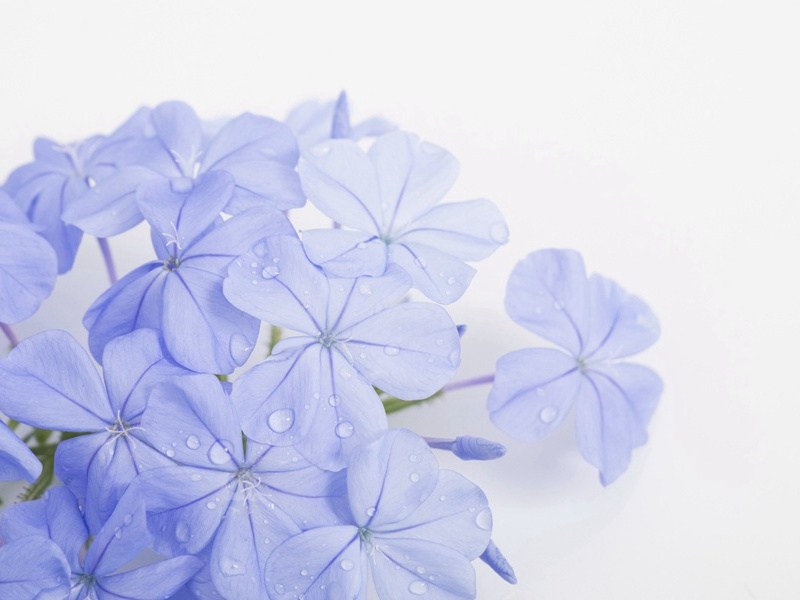 "日向花间留返照,云从城上结层阴"出处意思赏析