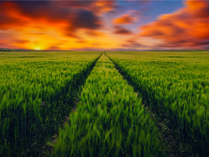 "霏霏伏雨湿杨柳,滴滴寒露凋芙蓉"出处意思赏析