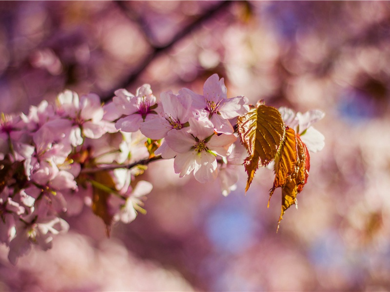 《东栏梨花》赏析-苏轼的诗