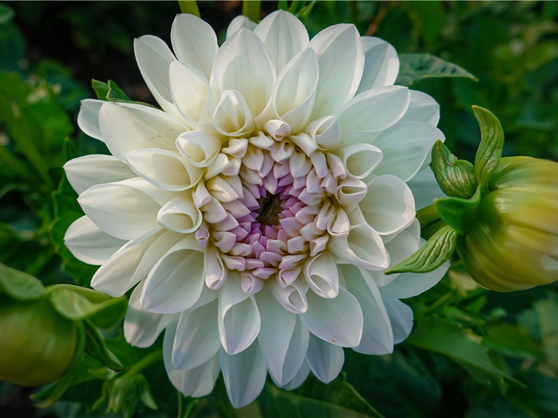 《武陵春·风住尘香花已尽》风住尘香花已尽,日晚倦梳头赏析-李清照诗词