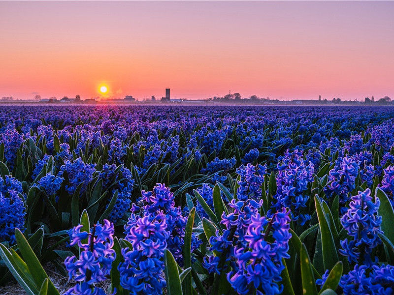 "夕照低烽火,寒笳咽戍楼"出处意思赏析