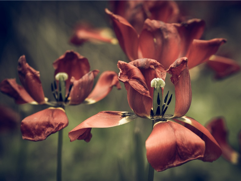 "孤眠芊芊草,久立潺潺石"出处意思赏析