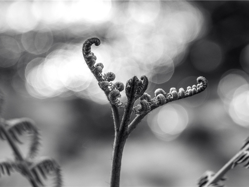 赵师秀《约客·黄梅时节家家雨》赏析-宋代关于感慨人生的古诗