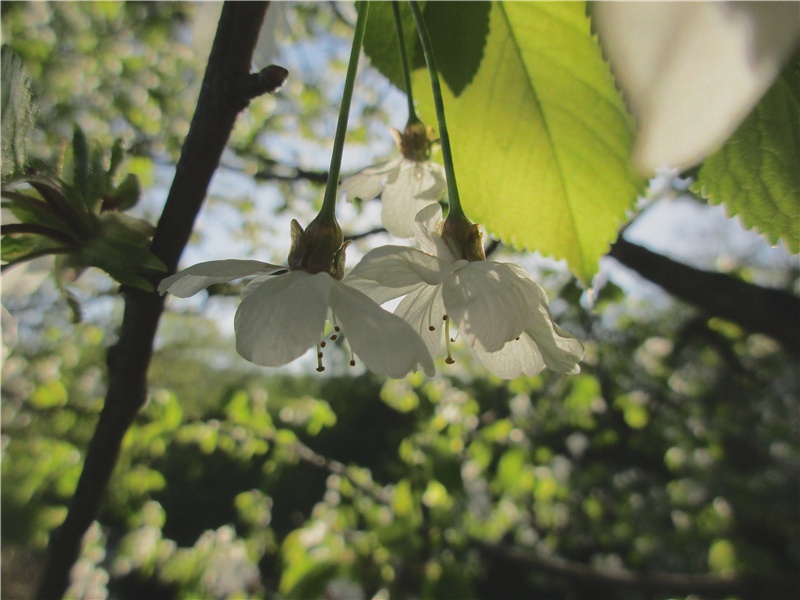 陈子昂《登幽州台歌》原文赏析-唐诗三百首第40首