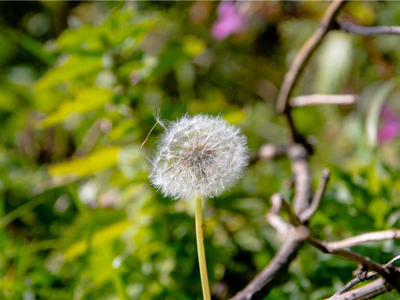 "石出倒听枫叶下,橹摇背指菊花开"出处翻译赏析