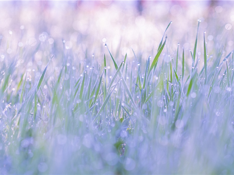 "细雨茸茸湿楝花,南风树树熟枇杷"的意思出处赏析