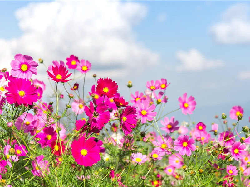 "乐游原上清秋节,咸阳古道音尘绝"出处意思赏析