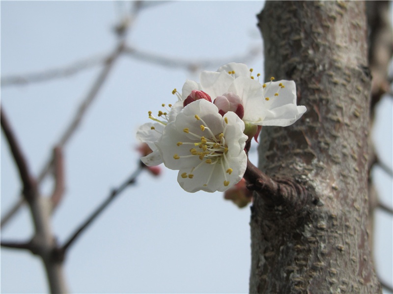 "百啭千声随意移,山花红紫树高低"出处意思赏析