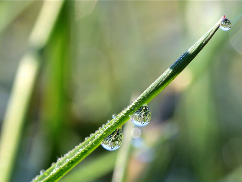 《雪花儿飘飘荡》原文赏析-民歌散文诗