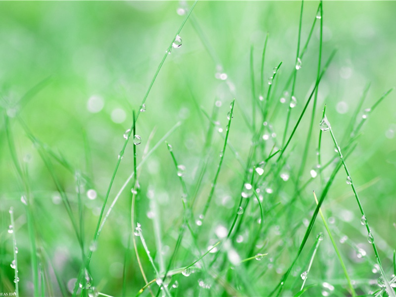 "萧萧细雨作寒色,厌厌尽醉安可辞"出处意思赏析