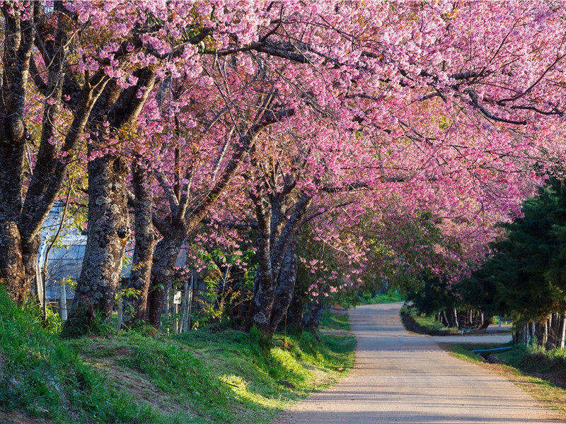 项斯《宿山寺》粟叶重重覆翠微赏析-唐代古诗