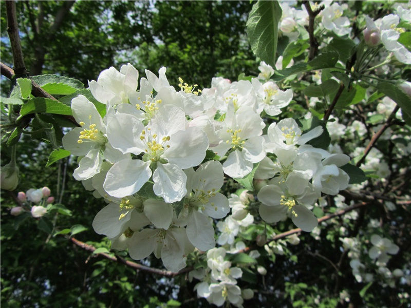 "桃花三十六陂,鲛宫睡起,娇雷乍转"出处意思赏析