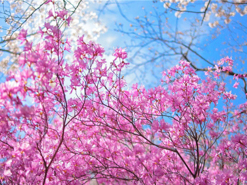 "桃花飞绿水,三月下瞿塘"出处意思赏析