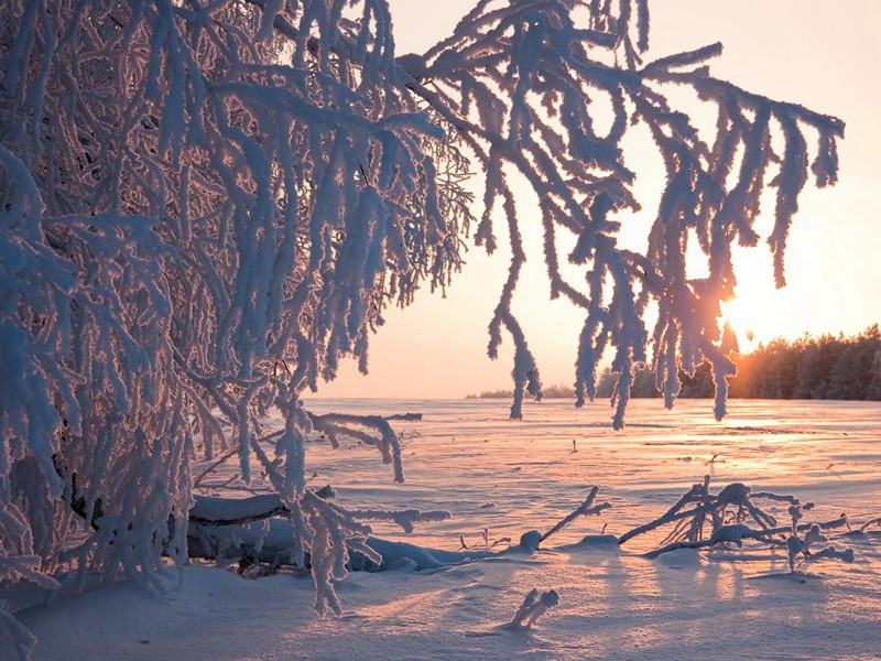 "雪似梅花,梅花似雪,似和不似都奇绝"出处意思赏析