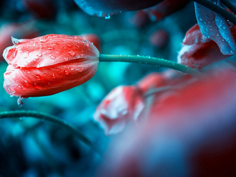 "烟水茫茫,千里斜阳暮,山无数,乱红如雨"出处意思赏析