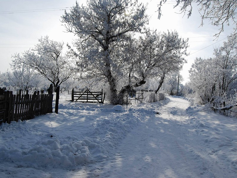 "瘦叶几经雪,淡花应少春"的意思出处赏析