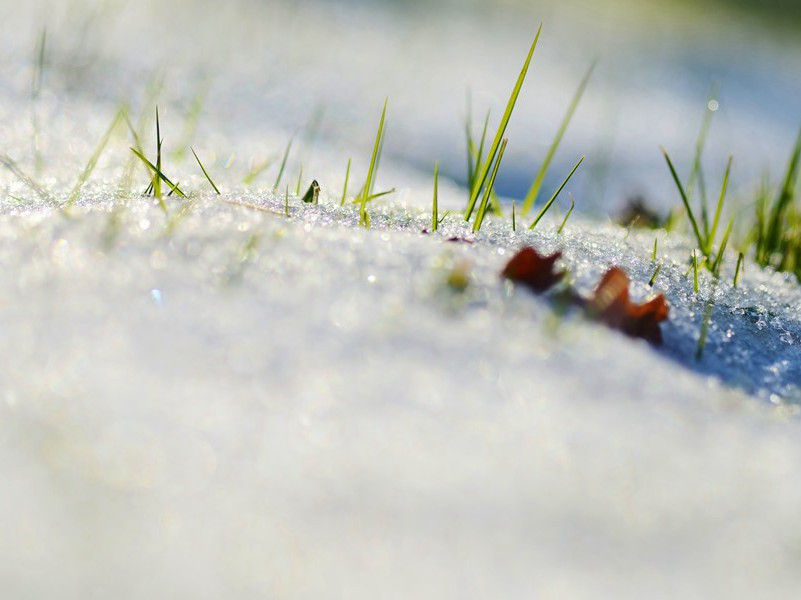 "蜉蝣掘阅,麻衣如雪,心之忧矣,於我归说"出处意思赏析