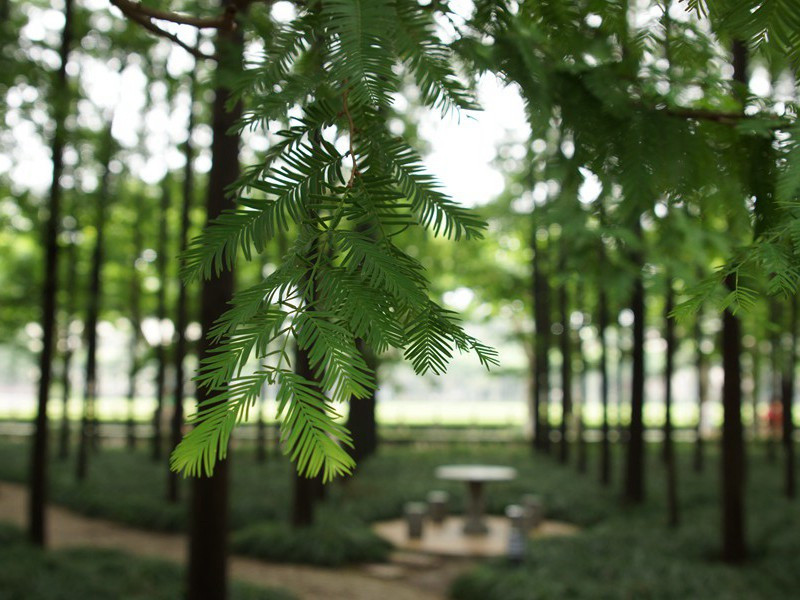 "古木连空,乱山无数,行尽暮沙衰草"的意思出处赏析