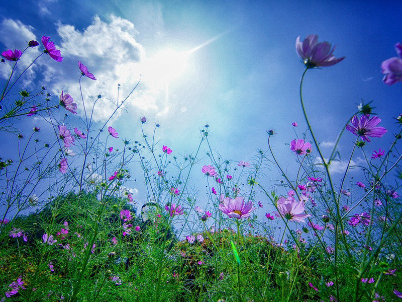 "时有落花至,远闻流水香"的意思出处赏析