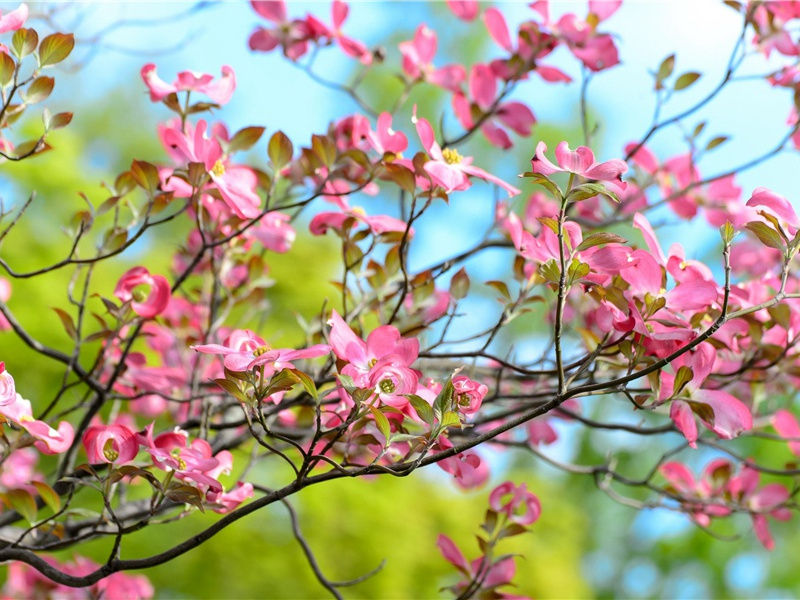 "江碧鸟逾白,山青花欲燃"出处意思赏析