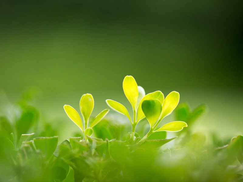 "一路经行处,莓苔见履痕"的意思出处赏析