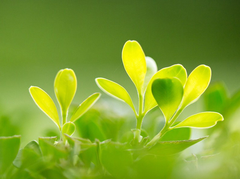 《七步诗》原文赏析-曹植古诗-魏晋诗歌