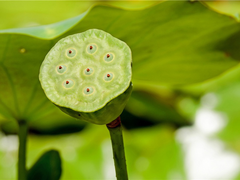 《桃源行》赏析-王维的诗