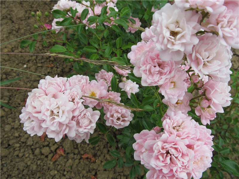 "锦江近西烟水绿,新雨山头荔枝熟"出处意思赏析