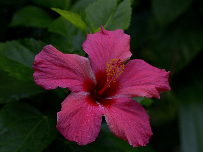 "长水塘南三日雨,菜花香过秀州城"的意思出处赏析