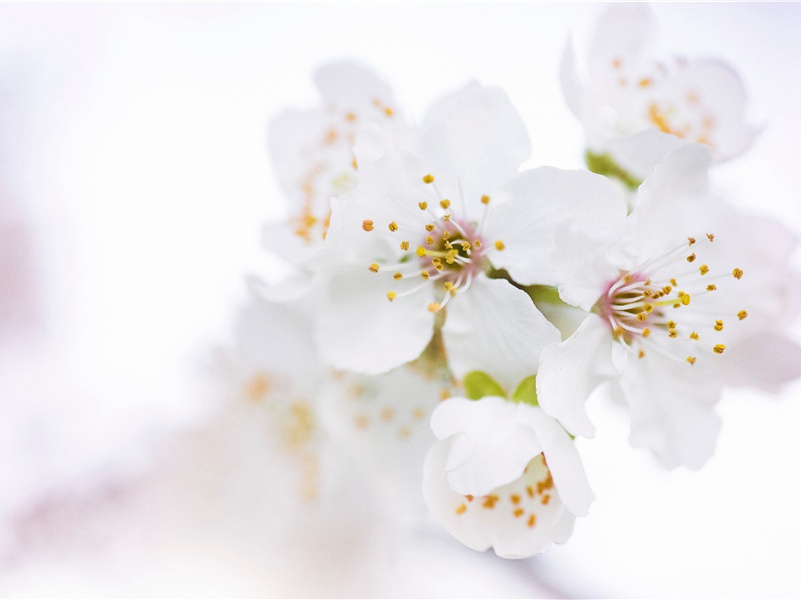 "待到重阳日,还来就菊花"出处意思赏析