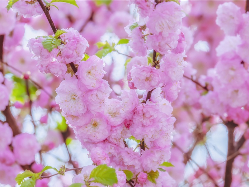 "雨淋日灸野火燎,鬼物守护烦撝呵"的出处意思赏析