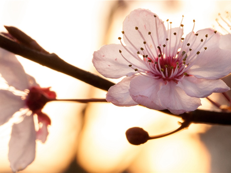 "花中此物似西施,芙蓉芍药皆嫫母"出处意思赏析