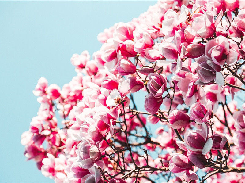 "霜殒芦花泪湿衣,白头无复倚柴扉"的意思出处赏析