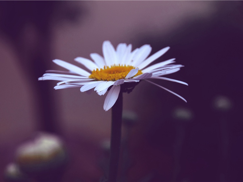 "黄梅时节家家雨,青草池塘处处蛙"的意思出处赏析