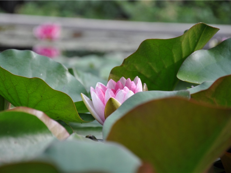 "芳树无人花自落,春山一路鸟空啼"出处翻译赏析