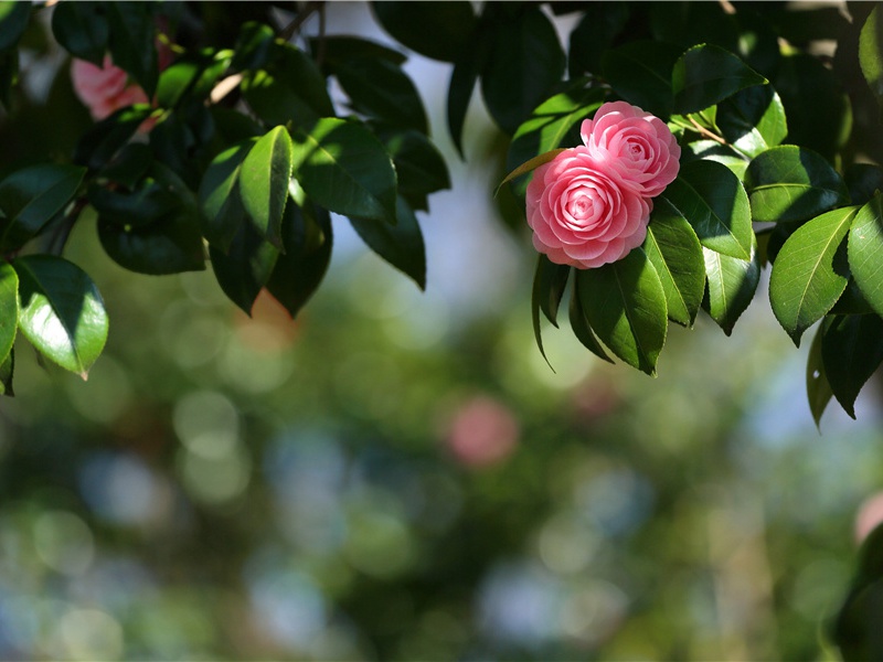 "花开不并百花丛,独立疏篱趣未穷"的意思出处赏析