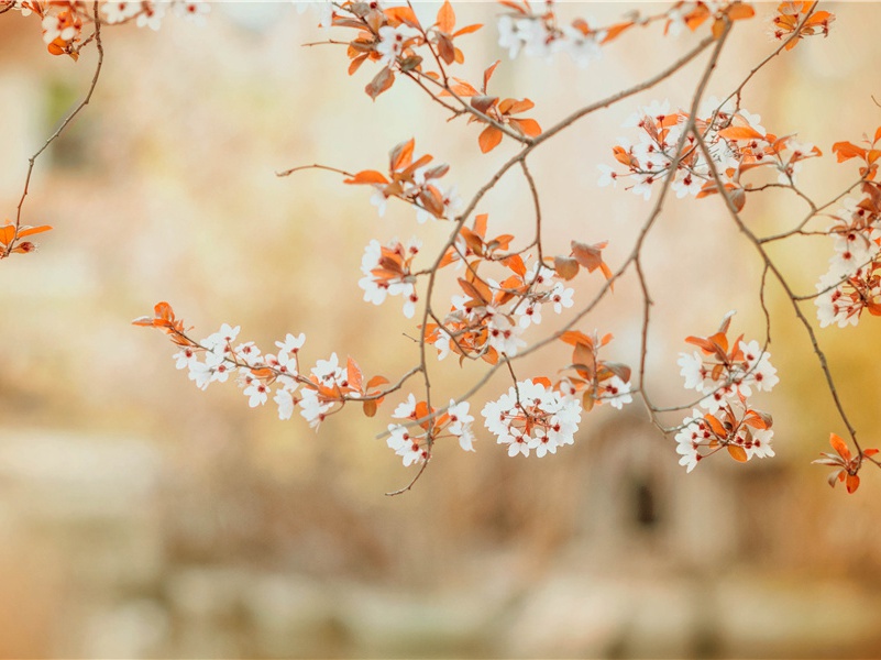 "秋雨织愁成段,暮云过眼生花"出处意思赏析