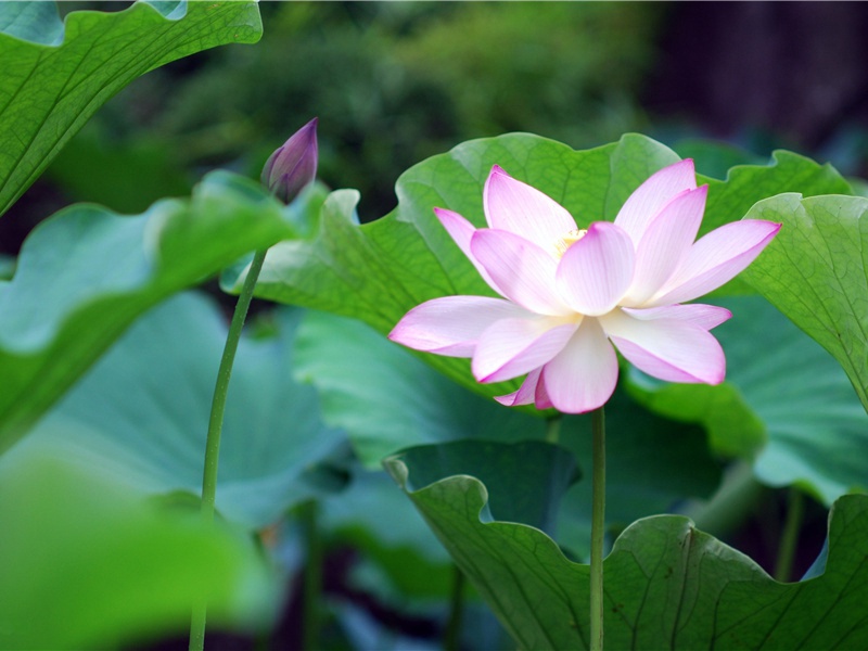 "满目山河空念远,落花风雨更伤春,不如怜取眼前人"出处意思赏析